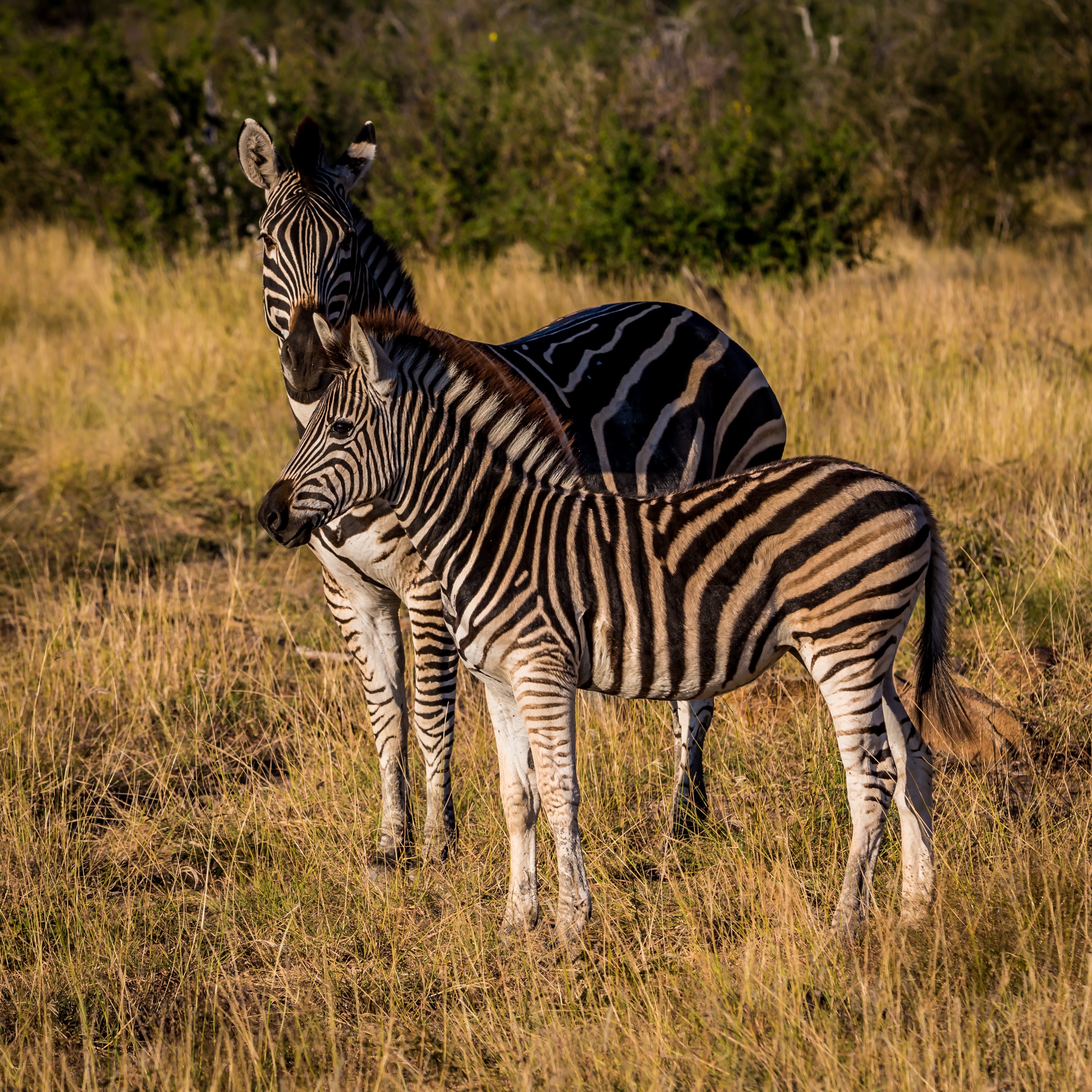 zebras